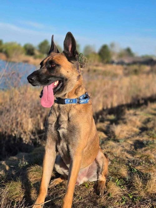 Photo of Arthur - Located in OK, adoptable Belgian Shepherd Malinois in Imlay City, Michigan