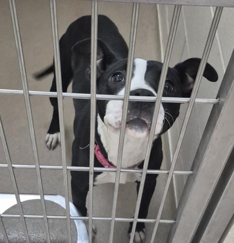 Photo of Sugar, adoptable Pit Bull Terrier in Decatur, Illinois