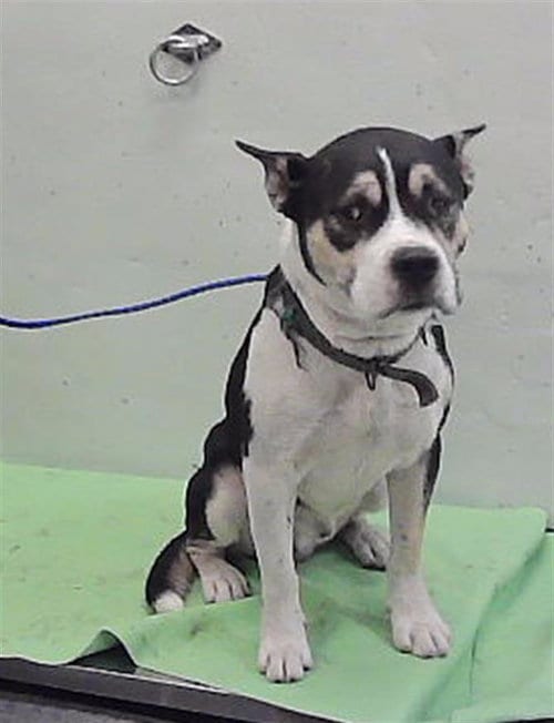 Photo of Tyko, adoptable Staffordshire Bull Terrier in Houston, Texas