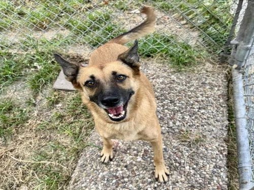 Photo of Sadie Rose, adoptable German Shepherd Dog in Houston, Texas