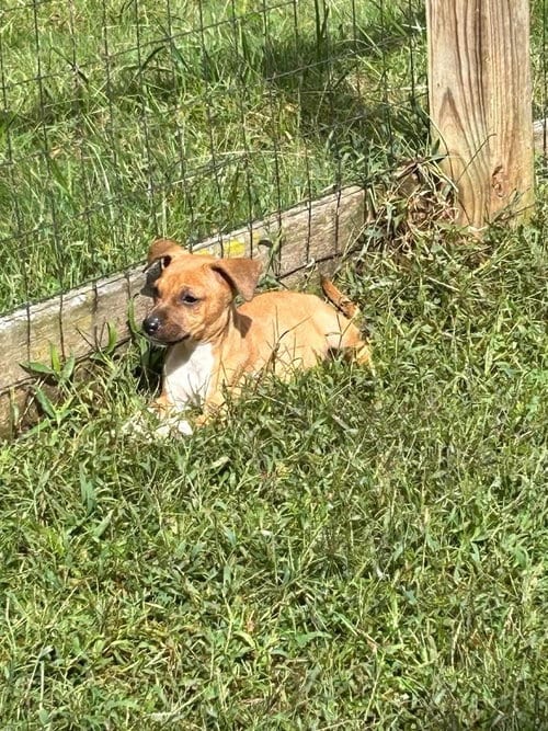 Photo of Leela, adoptable Unknown breed / mixed in garner, North Carolina