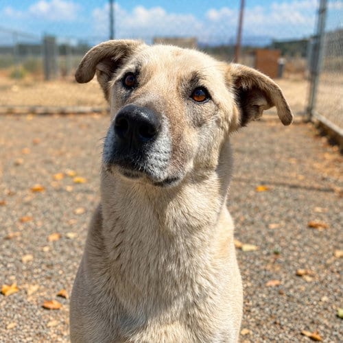 Photo of Floyd, adoptable Anatolian Shepherd in Yreka, California