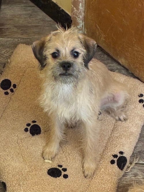 Photo of Bubba & Pal, adoptable Terrier in Apple Valley, California