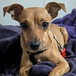 Photo of Sunflower, adoptable Chihuahua Miniature Pinscher in Blountville, Tennessee