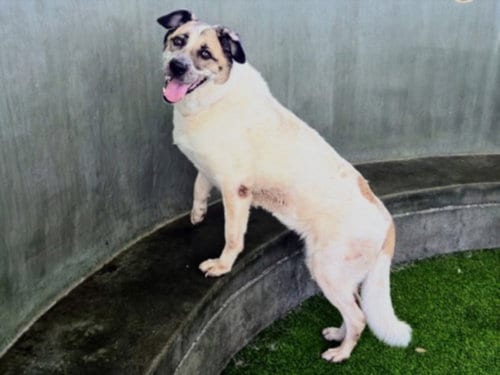 Photo of Cali, adoptable Australian Shepherd in Chatsworth, California