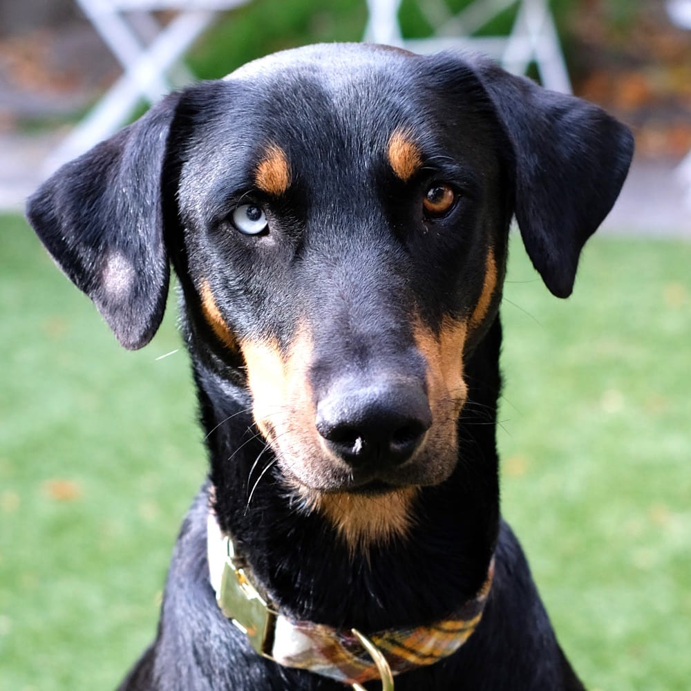 Photo of Poe, adoptable Pinscher, Doberman / Mix in San Francisco, California