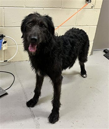 Photo of Poochyena, adoptable Irish Wolfhound in Sanford, Florida