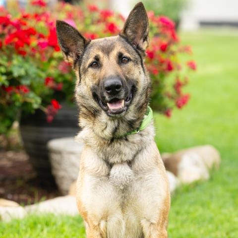 Photo of Honey, adoptable Belgian Shepherd Malinois in Camarillo, California