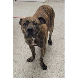 Photo of Rainforest, adoptable American Pit Bull Terrier in Kansas City, Missouri