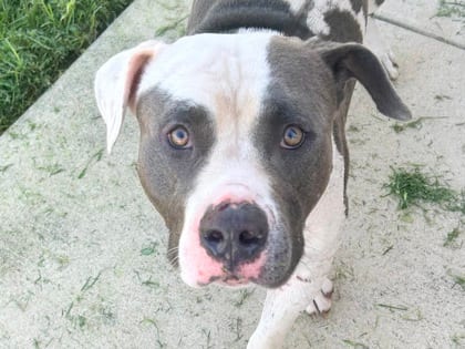 Photo of Pineapple, adoptable dog in Georgetown, Texas