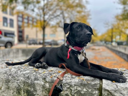 Photo of Dollop, adoptable American Pit Bull Terrier in Germantown, Ohio