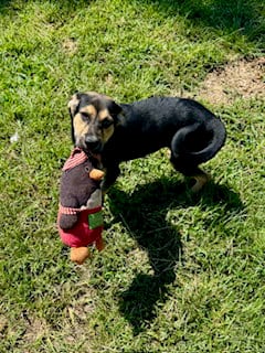 Photo of Candy, adoptable Shepherd in Sparta, Tennessee