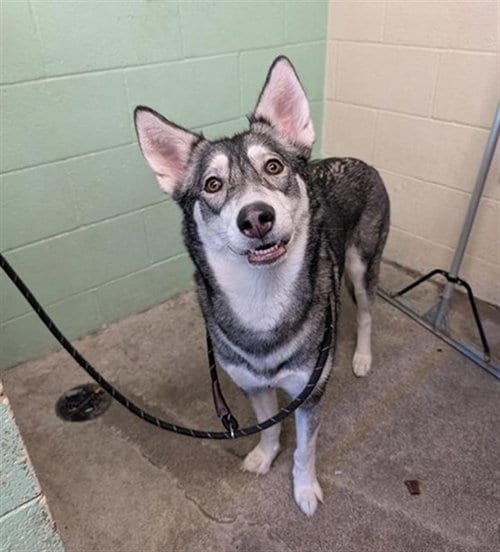 Photo of A743255, adoptable Siberian Husky in Sacramento, California