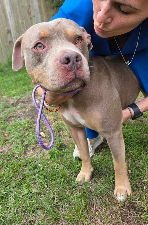Photo of Huey, adoptable Pit Bull Terrier in Magnolia Springs, Alabama