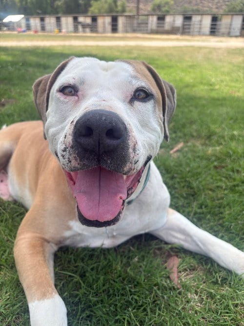 Photo of Mikey, adoptable American Pit Bull Terrier in San Diego, California