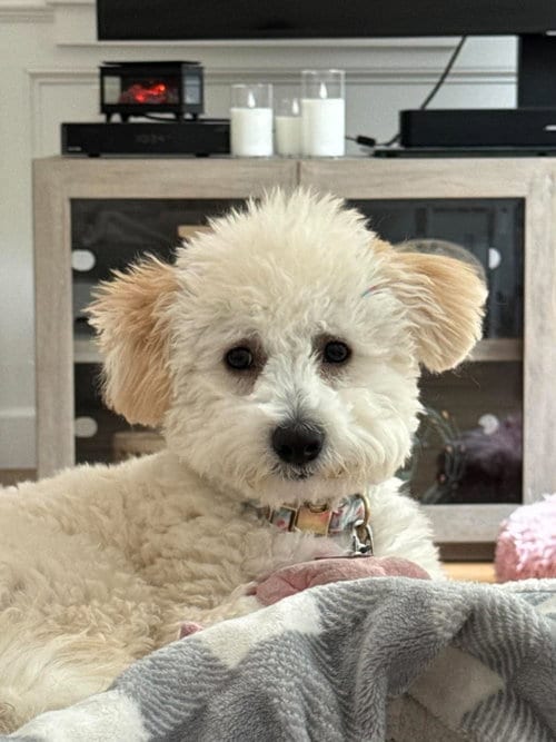 Photo of Poppy Sue, adoptable Maltese in Menifee, California