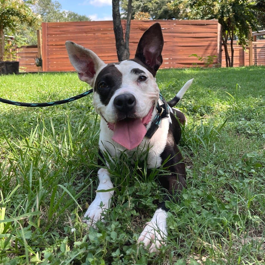 Photo of Moon Pie, adoptable Terrier, American Pit Bull in Houston, Texas