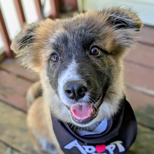 Photo of Coraline, adoptable Great Pyrenees in Normal, Illinois