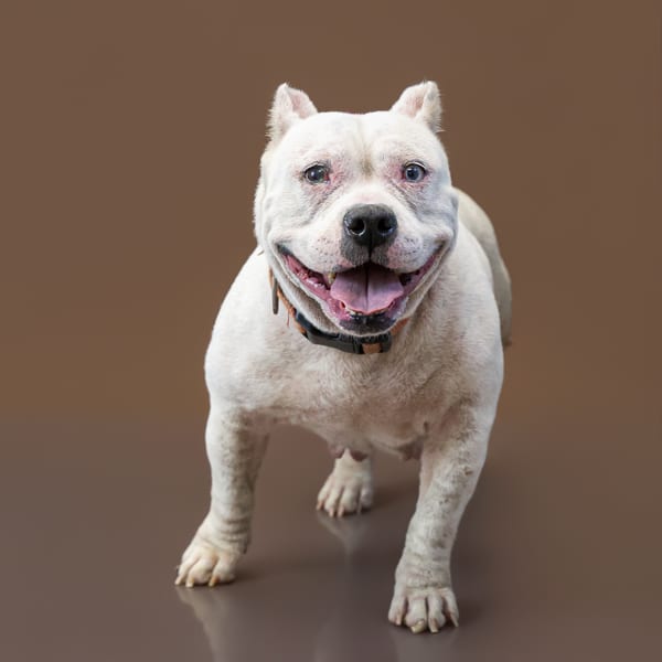 Photo of Chalkie, adoptable Exotic Bully cross in Lawrenceville, Georgia