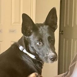 Photo of Wildfire AG, adoptable German Shepherd Dog Labrador Retriever in Hartford, Connecticut