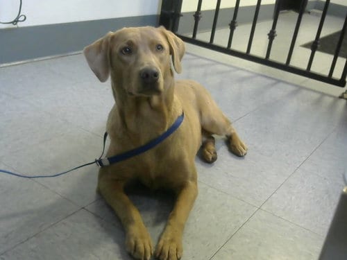 Photo of Grace, adoptable Weimaraner in Big Bear City, California