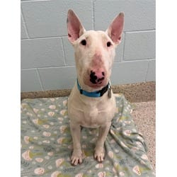 Photo of Archibald, adoptable Bull Terrier in Brighton, Colorado