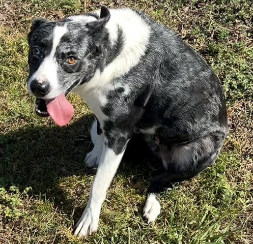 Photo of Bindi, adoptable Australian Cattle Dog/Blue Heeler in Panama City, Florida