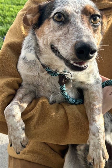 Photo of Gordon, adoptable Australian Cattle Dog/Blue Heeler in Pueblo, Colorado
