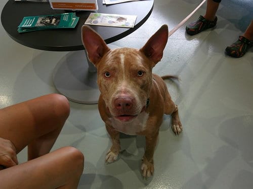 Photo of Cash, adoptable Catahoula Leopard Dog in Ocala, Florida