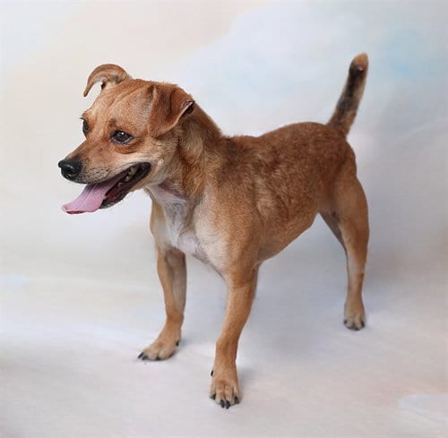 Photo of Tom, adoptable Chihuahua in Baldwin Park, California