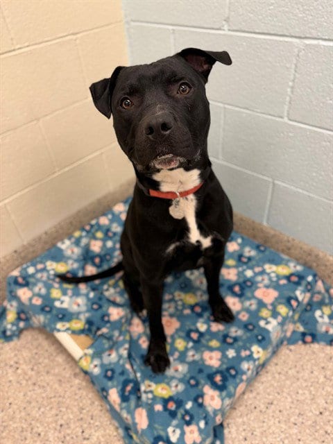 Photo of Crosby, adoptable Pit Bull Terrier in Brighton, Colorado