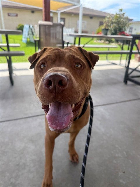 Photo of Bond, adoptable Chinese Shar-Pei in Camarillo, California