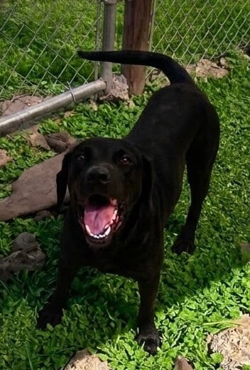 Photo of June- beautiful black lab, adoptable Labrador Retriever in Oakhurst, New Jersey