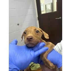 Photo of Champagne, adoptable Mixed Breed (Medium) in Baton Rouge, Louisiana