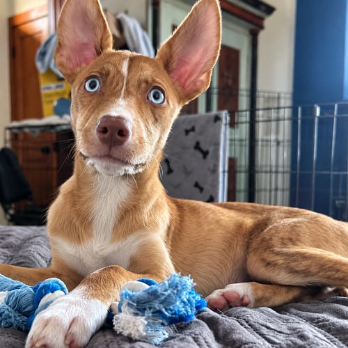 Photo of Laila, adoptable Terrier in St. Augustine, Florida