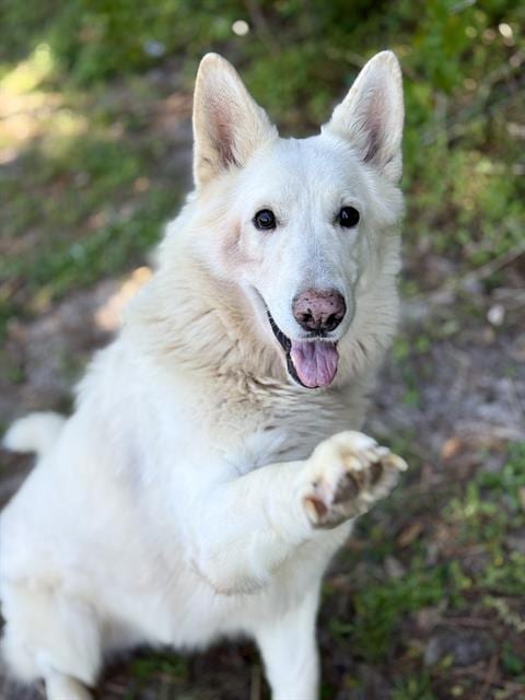 Photo of Salty Spitoon, adoptable German Shepherd Dog in Fort Walton Beach, Florida