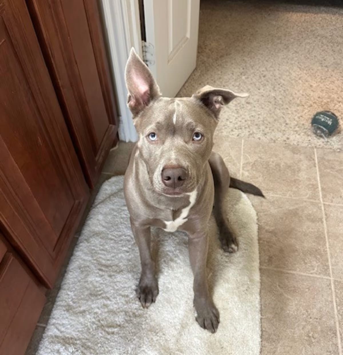 Photo of River, adoptable American Pit Bull Terrier/Husky in Dallas, Texas