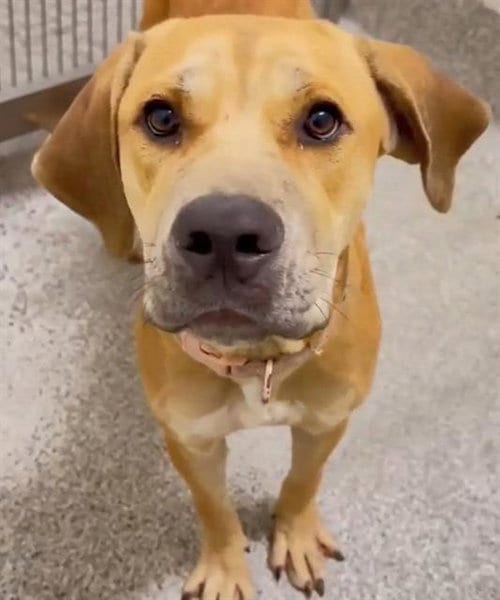 Photo of Glory, adoptable Labrador Retriever in Houston, Texas