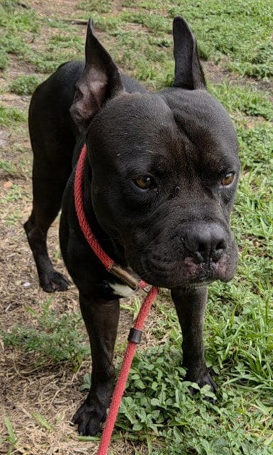 Photo of Toroe, adoptable American Staffordshire Terrier in Fort Lauderdale, Florida