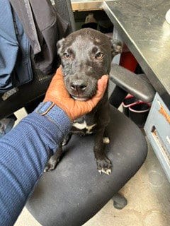 Photo of Groovy, adoptable Labrador Retriever in Stockton, California