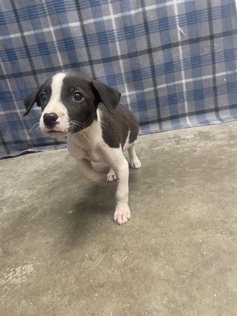 Photo of Bitsy, adoptable Labrador Retriever in Rosenberg, Texas