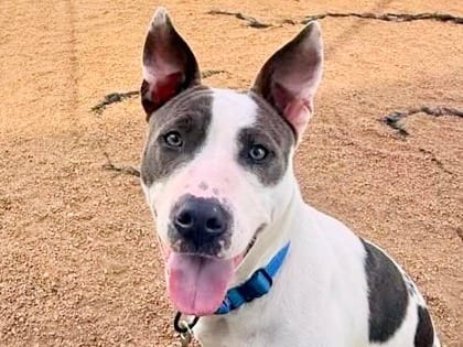 Photo of Angel, adoptable dog in Georgetown, Texas