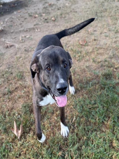 Photo of Eeyore, adoptable Labrador Retriever in Riverside, California
