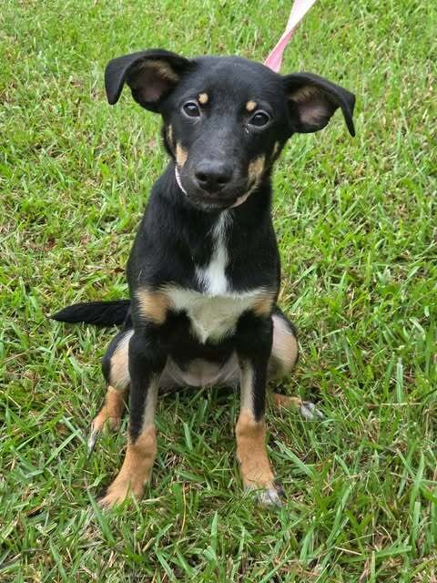 Photo of Pixie, adoptable German Shepherd Dog in Brewster, New York