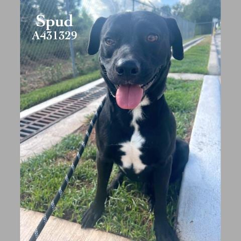 Photo of Spud, adoptable Belgian Shepherd Malinois in Conroe, Texas