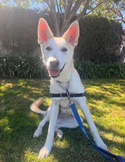 Photo of Poppy, adoptable Siberian Husky in Santa Barbara, California