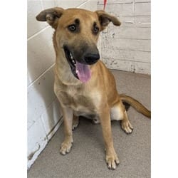 Photo of Frost, adoptable German Shepherd Dog in San Bernardino, California