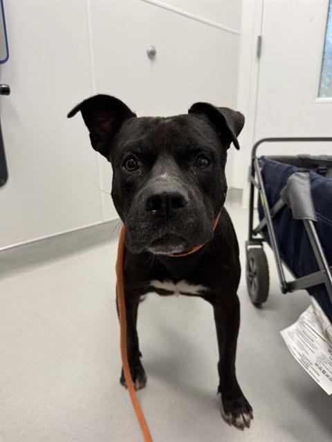Photo of Klaus, adoptable American Pit Bull Terrier in Mesa, Arizona