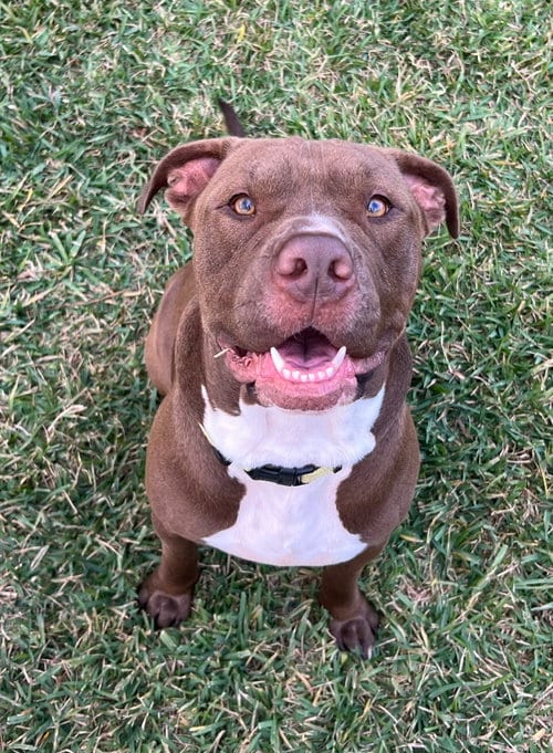 Photo of Hugo, adoptable Pit Bull Terrier in Shreveport, Louisiana
