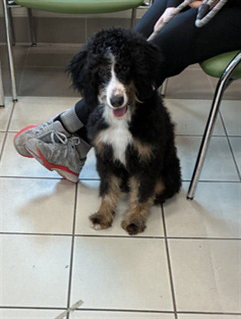 Photo of Pretty Girl, adoptable Poodle (Standard) in Derwood, Maryland